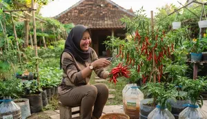 Cara Menanam Cabai di Galon Bekas agar Cepat Tumbuh, 7 Langkah agar Berbuah Lebat