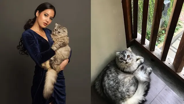 Seleb dan kucing (Sumber: Instagram/_jojopearce)