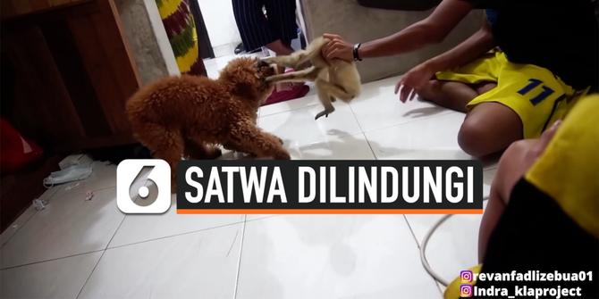 VIDEO: Beredar Video Kapolres Pelalawan Adu Satwa Dilindungi Owa dengan Anjing