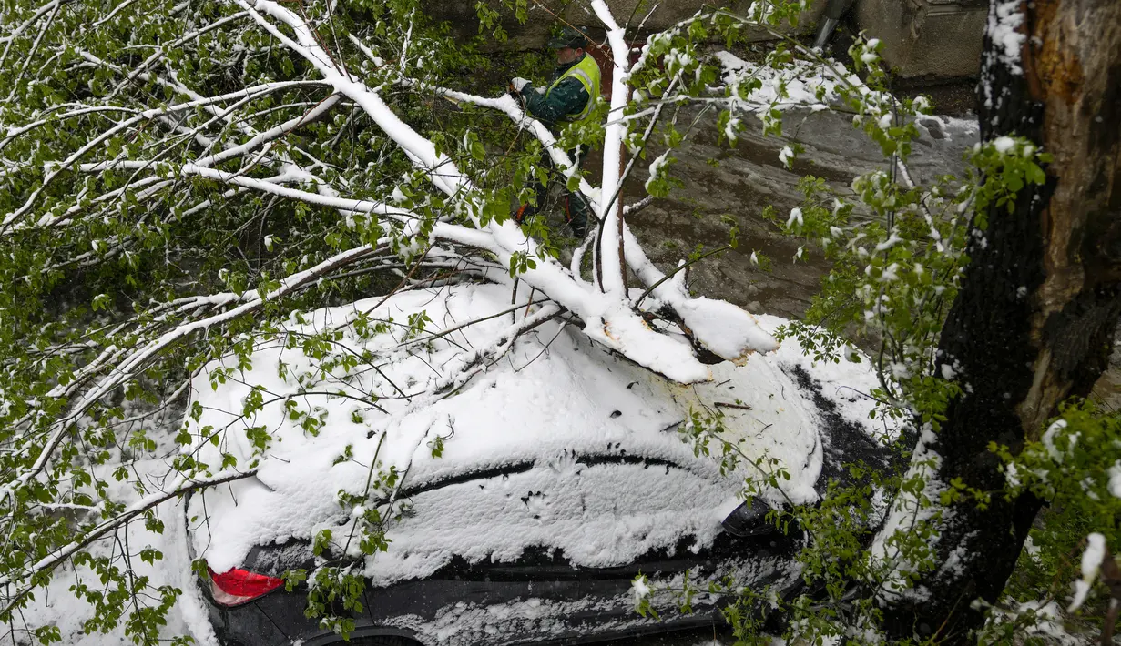 Ranting-ranting pohon yang tumbang juga merusak mobil-mobil yang diparkir di beberapa lokasi di sekitar Beograd, di mana antrean kendaraan yang panjang menyumbat jalan selama jam-jam sibuk di pagi hari. (AP Photo/Darko Vojinovic)