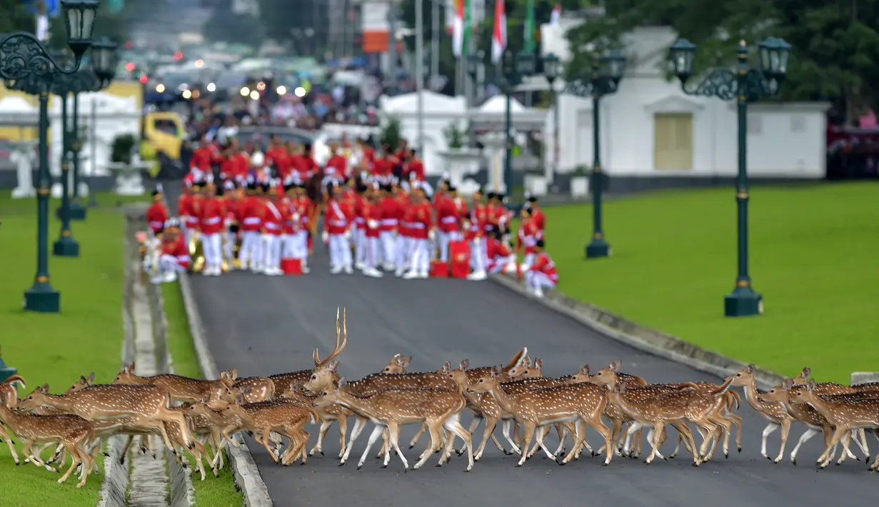 <p>Gerombolan rusa melintas di Istana Bogor jelang kedatangan rombongan Raja Salman, Bogor, Rabu (1/2). Raja Salman membawa sebanyak 1.500 orang termasuk di dalamnya putera mahkota, pangeran dan para menteri. (AFP PHOTO / POOL / Dita Alangkara)</p>