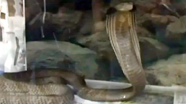 Pameran Reptil di Surabaya Manjakan Pengunjung Mal