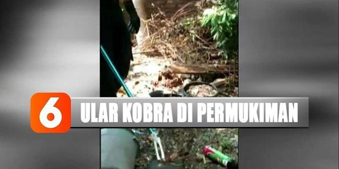 Detik-Detik 11 Anak Ular Kobra Ditangkap Petugas di Kebun Warga