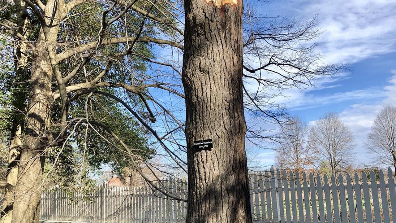 Pohon hemlock Kanada berusia 227 tahun yang ditanam oleh presiden pertama AS, tumbang akibat hembusan angin kencang (Independent/Rob Shenk/AFP)