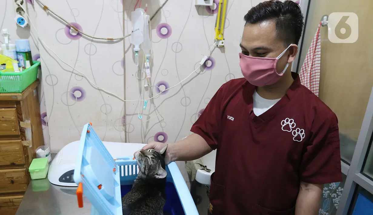 Petugas mempersiapkan operasi sterilisasi kucing di Klinik Hewan, kawasan Tebet, Jakarta, Senin (21/9/2020). Kegiatan itu dalam rangka menyambut Hari Rabies Sedunia (World Rabies Day) pada 28 September 2020 mendatang dan untuk menekan pertambahan populasi kucing liar. (Liputan6.cm/Herman Zakharia)
