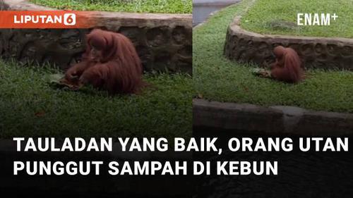 VIDEO: Pungut Sampah di Kebun, Orang Utan Ini Bikin Tauladan yang Baik