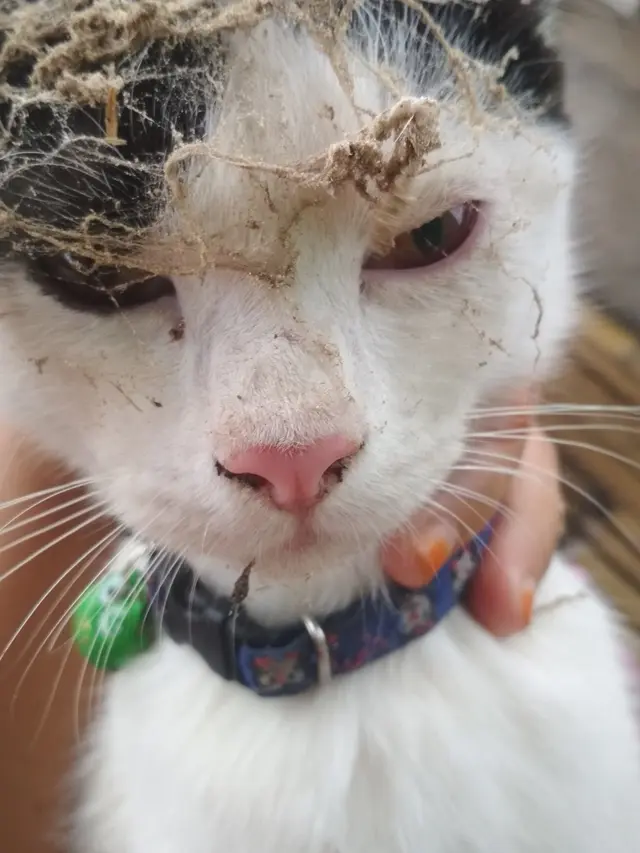 7 Potret Nyeleneh Kucing Terperangkap Sarang Laba-Laba Ini Kocak