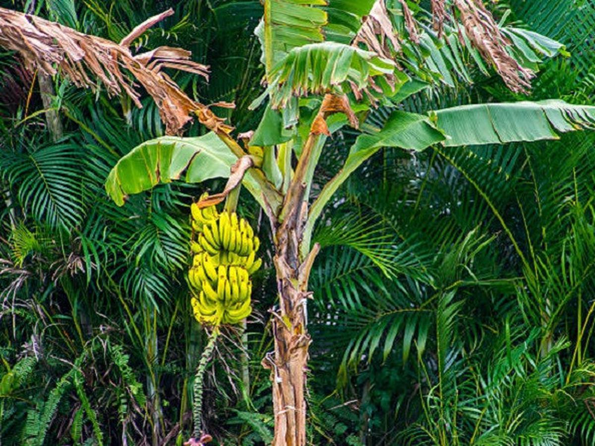 Pelepah pisang termasuk dalam jenis serat alam yang berasal dari