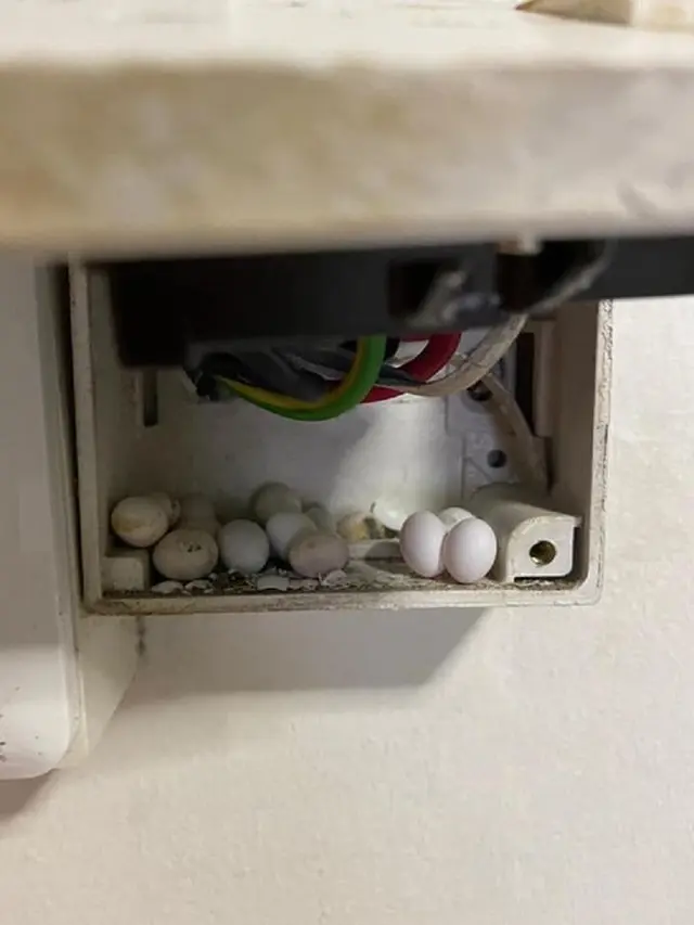 telur kadal