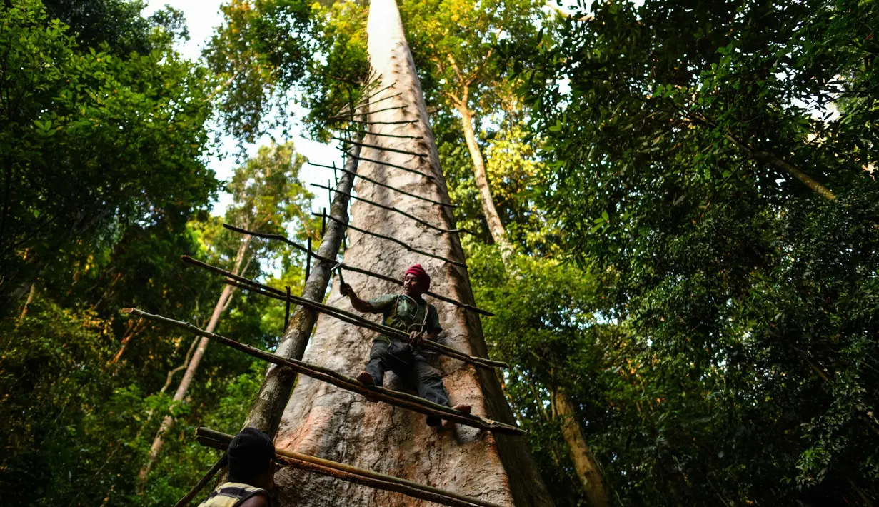 Pemburu madu tradisional Malaysia Zaini Abdul Hamid memperbaiki tangga untuk memanen sarang lebah di atas pohon Tualang raksasa di hutan Ulu Muda di Sik, sebelah timur laut negara bagian Malaysia, Kedah (11/3). (AFP Photo/Manan Vatsyayana)