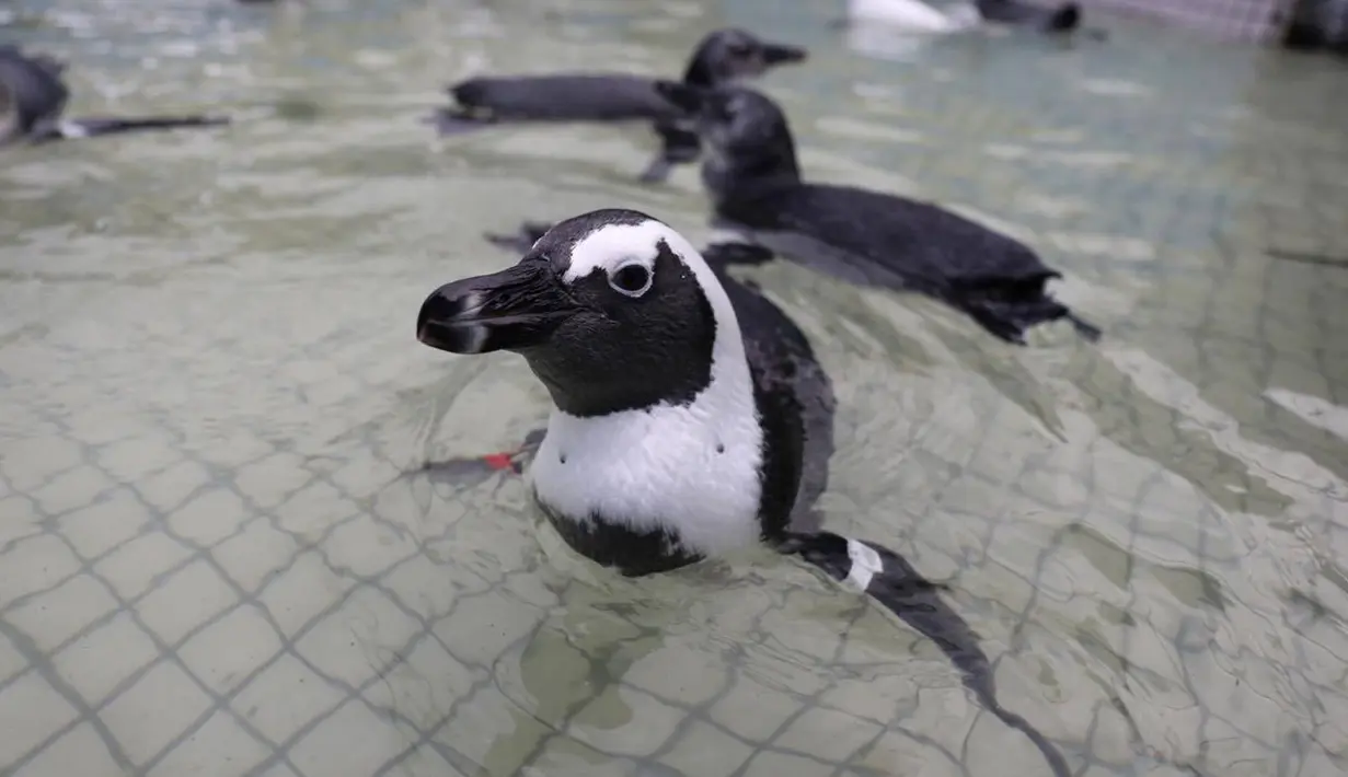 Sejumlah anak penguin berenang di kolam sebelum nantinya akan dilepas ke pantai di Stony Point, dekat Cape Town, Afrika Selatan (8/12). (Reuters/Georgia Aquarium/Addison Hill)