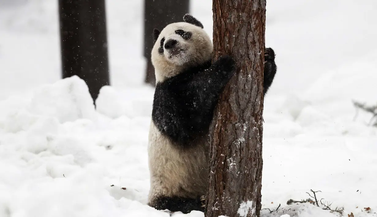 Panda wanita Jin Bao Bao, bernama Lumi dalam bahasa Finlandia bermain salju pada hari pembukaan Resort Snowpanda di Kebun Binatang Ahtari, di Ahtari, Finlandia, (17/2). (Roni Rekomaa / Lehtikuva via AP)
