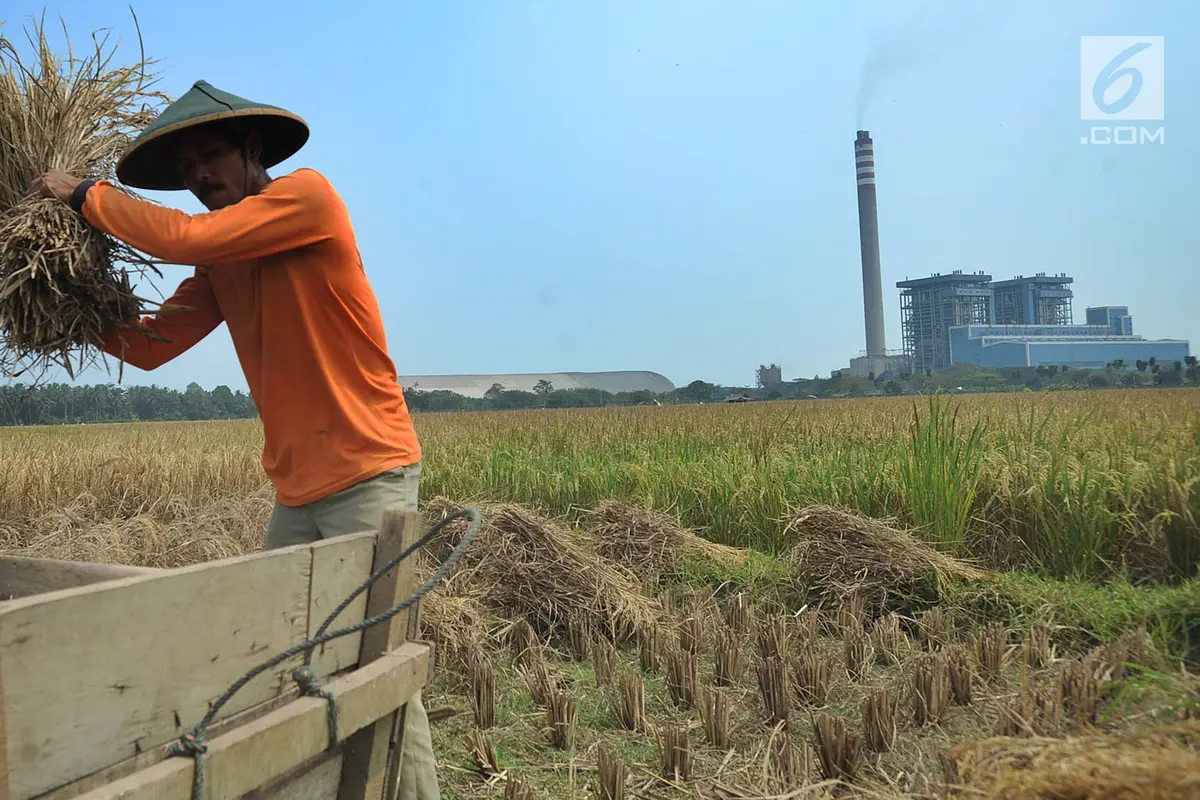 Musim Kemarau, Harga Gabah Petani Alami Kenaikan