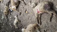 Belasan kambing milik warga di Tuban mati mengenaskan diterkam anjing-anjing liar. (Liputan6.com/Ahmad Adirin)