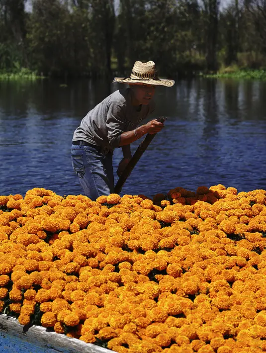 Pekerja mengangkut Marigold dengan perahu melalui Kanal Xochimilco di pinggiran Mexico City, Meksiko, 13 Oktober 2021. Di Meksiko, Marigold juga dikenal sebagai cempasúchil atau bunga kematian dan digunakan pada perayaan Day of the Dead atau Hari Kematian setiap 2 November. (AP Photo/Marco Ugarte)