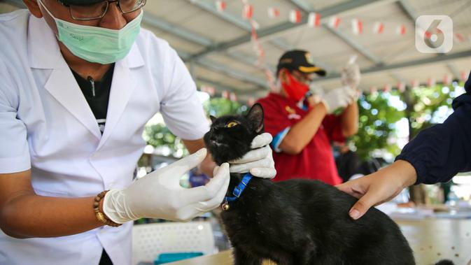 Paramedis dari pusat kesehatan hewan (Puskeswan) Dinas Ketahanan, Pertanian, dan Perikanan Kota Adm. Jakarta Selatan mengecek seekor kucing sebelum menyuntikkan vaksin anti rabies secara gratis di kawasa Tebet, Jakarta, Sabtu (31/10/2020). (Liputan6.com/Faizal Fanani)