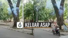 Terlihat di bagian sisi bawah pohon itu mengeluarkan asap yang tidak berhenti-berhenti.