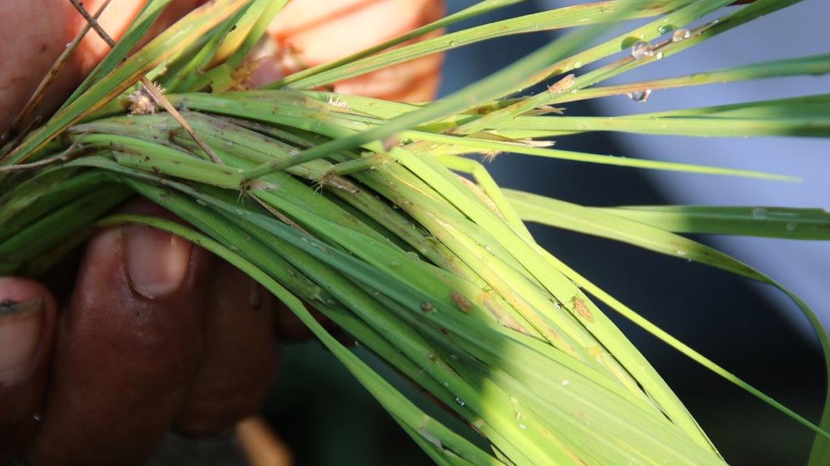 Cara Mengatasi Hama Padi Agar Tidak Gagal Panen, Ini Penjelasan Ahli