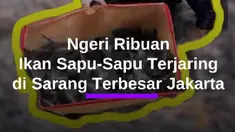 Operasi penangkapan ikan sapu-sapu dilakukan serentak di lima wilayah DKI Jakarta, Jumat (17/4). Salah satunya di saluran PHB Setu Babakan, Jagakarsa, Jakarta Selatan. Operasi penangkapan ikan sapu-sapu di Setu Babakan berlangsung selama tiga jam. Terhitung mulai pukul 08.00 hingga 11.00 WIB. Wal...