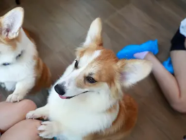 Anjing ras Corgis bermain dengan pelanggan di kafe anjing bernama Corgi In The Garden di Bangkok, Thailand. Di cafe Corgi in The Garden, pengunjung akan menemukan 12 ekor anjing ras Corgi yang lucu, menjadi ciri khas kafe ini. (REUTERS/Soe Zeya Tun)