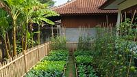 10 Tanaman Paling Produktif untuk Kebun Mini Rumahan, Cocok untuk Pemula