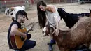 Relawan bermain gitar dekat kambing buta di Freedom Farm, Moshav Olesh, Israel, 7 Maret 2019. Freedom Farm melindungi hewan-hewan cacat di Israel. (REUTERS/Nir Elias)