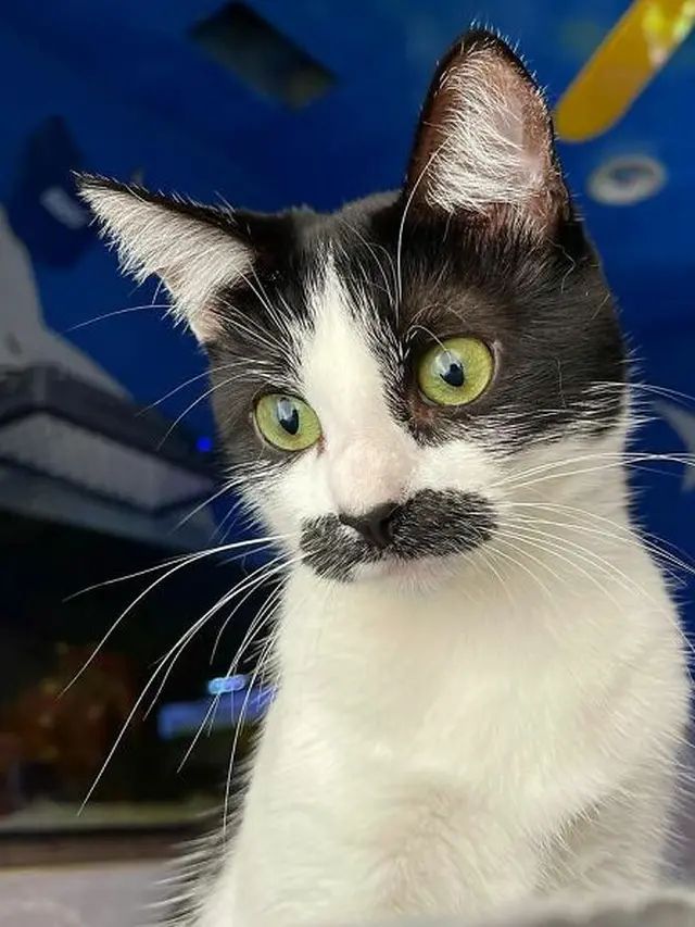 Punya Kumis Seperti Manusia, Kucing Ini Bikin Gemas Warganet