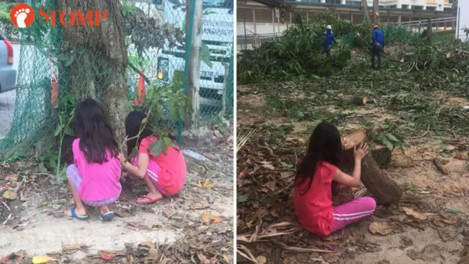 [Bintang]  Ingin Melindungi Pohon yang Sedang Ditebang, Bocah Ini Nangis Sambil Memeluk Pohonnya