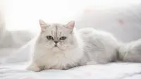 10 Makanan Kucing agar Bulu-bulunya Lembut dan Tidak Gampang Rontok, Wajib Dicoba
