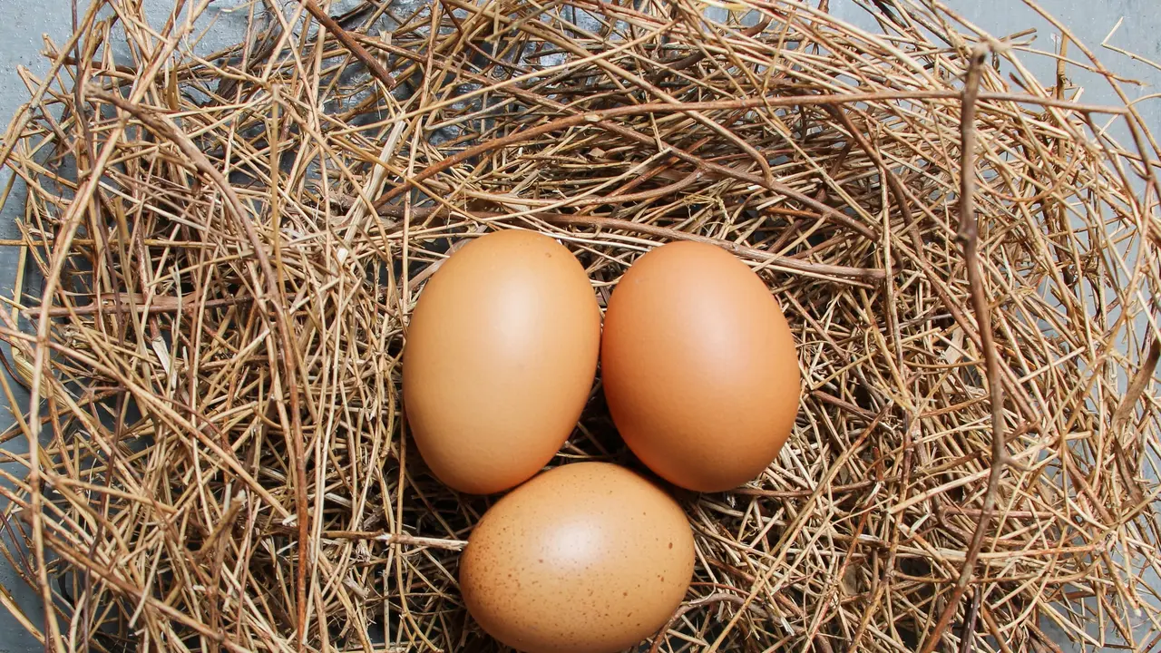 Telur Ayam