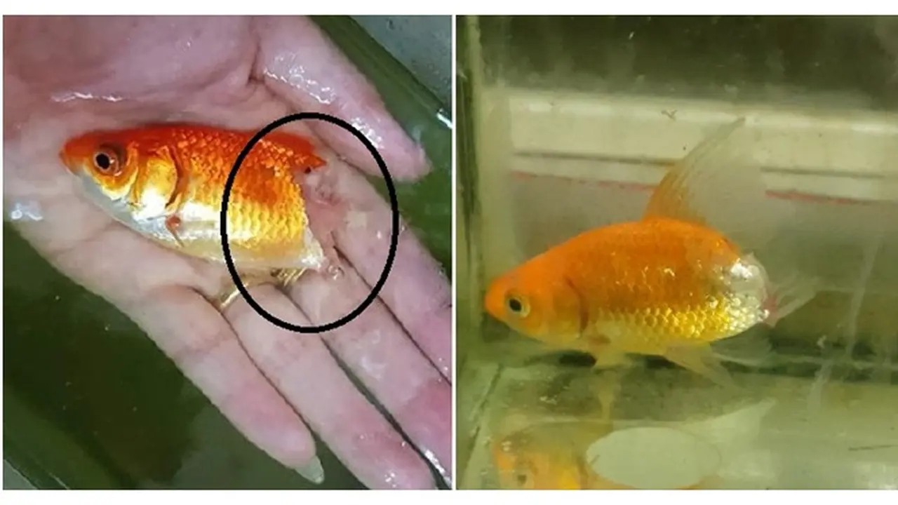 Enggak Disangka, Wanita Ini Berhasil Selamatkan Ikan yang Lagi Sekarat