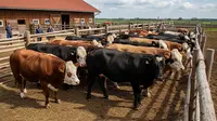 5 Prinsip Kesejahteraan Hewan Kurban yang Harus Diperhatikan, Berpengaruh ke Kualitas Daging