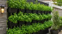 Ide Kebun Daun Mint dan Kemangi di Pagar Rumah agar Halaman Lebih Segar dan Produktif