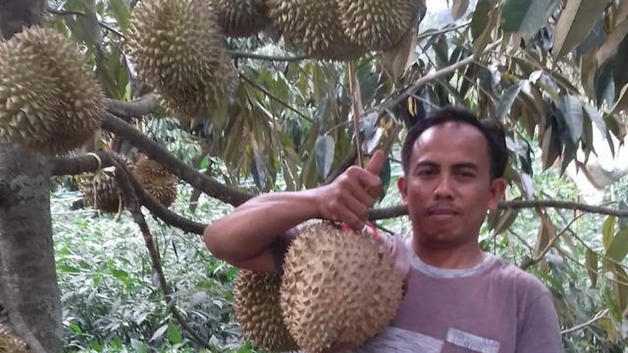 Yayat, pemilik sekaligus pengelola kampung durian di Garut, Jawa Barat, menunjukan buah durian siap panen di kebunnya