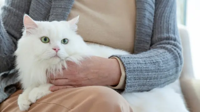 Ilustrasi kucing di pangkuan manusia.
