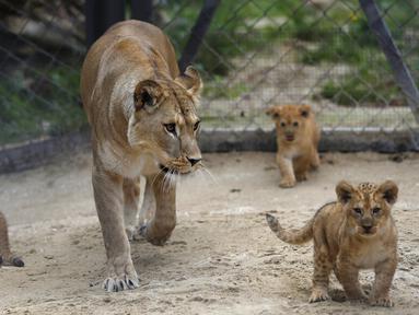 Seekor singa berber Khalila berjalan dengan anak-anaknya dalam kandang mereka di kebun binatang di Dvur Kralove, Republik Ceko, Kamis (10/9/2020). Tiga bayi singa berber yang lahir pada 5 Juli lalu tersebut merupakan subspesies langka dan telah punah di alam liar. (AP Photo/Petr David Josek)