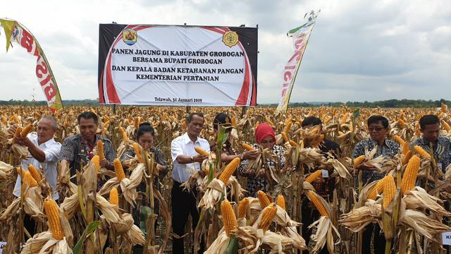 Kabupaten Grobogan Jawa Tengah Siap Penuhi Kebutuhan Jagung