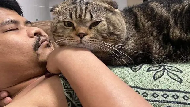 kucing rebut suami