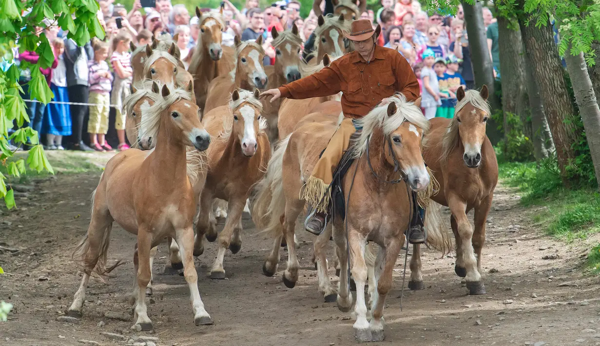 Seorang joki kuda mengatur kuda-kudanya saat menuju peternakan pejantan Haflinger di Meura, Jerman (29/4). Lebih dari 300 kuda jenis Haflinger tinggal di peternakan terbesar di Eropa tersebut. (AP Photo / Jens Meyer)