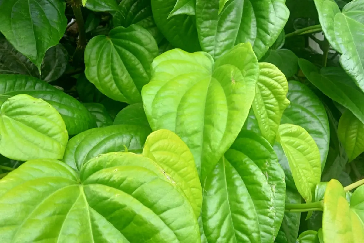 Bongkar 4 Khasiat Baik dari Daun Sirih untuk Kesehatan Tubuh, Apa Saja Ya?