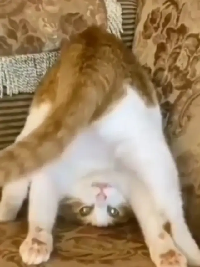 6 Potret Kucing Banyak Tingkah Ini Lucu, Terlalu Atraktif