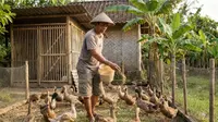 Cara Memulai Ternak Bebek dari Bibit Hingga Panen untuk Pemula