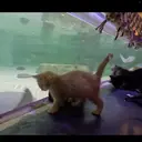 Lucunya Anak Kucing Liat Akuarium, Sibuk Ngintip Ikan hingga Tidur Siang