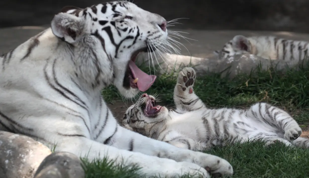 Induk harimau bengal, Clarita bermain dengan salah satu dari tiga anaknya di Kebun Binatang Huachipa, Lima, Peru, Selasa (30/10). Pihak kebun binatang membuka kompetisi untuk memberikan nama bagi tiga bayi Clarita yang berusia 8 minggu. (AP/Martin Mejia)