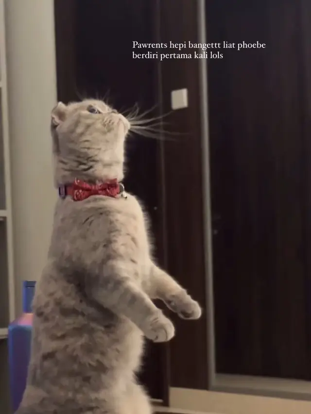 Momen Enzy Storia dan Molen Kasetra membagikan cerita manis bersama seekor kucing betina jenis Scottish Fold bernama Phoebe (Instagram/@enzystoria)