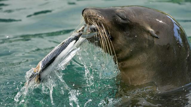 Kudapan Es Loli Penyejuk Para Hewan di Kebun Binatang Roma