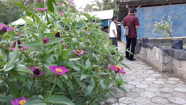 Tanaman Refugia yang berfungsi untuk menarik pemangsa alami dan mengusir hama di Pesantren rubat Mbalong Ell Firdaus, Cilacap. (Foto: Liputan6.com/Muhamad Ridlo)