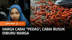 Baru juga masuk awal bulan puasa, masyarakat sudah dihadapkan oleh harga cabai yang tembus hingga Rp120 ribu per kilogram. Pedasnya harga cabai menyebabkan pembeli beralih berburu cabai busuk yang dijual setengah harga dari biasanya.