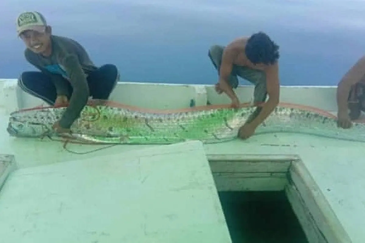 Ikan Oarfish
