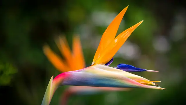 Tanaman Burung Cendrawasih (Bird of Paradise)